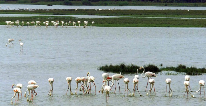 Bruselas no da más tiempo a España para explicar las medidas de cómo evitar los daños en Doñana. EFE/Miguel Vázquez