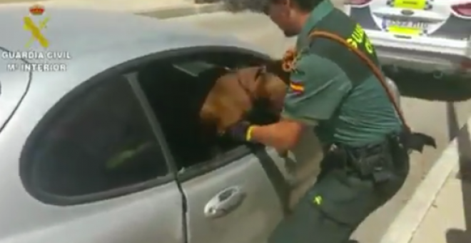 Momento en el que el agente liberaba al animal. La Guardia Civil ha colgado en su Twitter un vídeo del momento/ @guardiacivil
