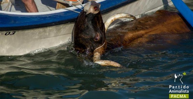 PACMA documenta el maltrato a los toros en los Bous a la Mar de Denia. /PACMA