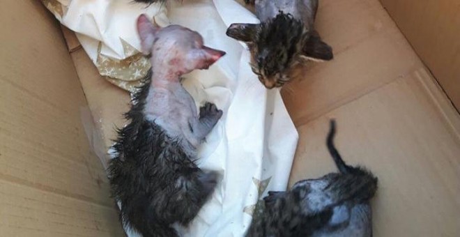 Imagen de los cuatro gatitos atacados. Felinos Lo Morant.