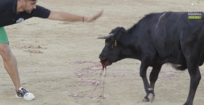 Captura del vídeo de la becerrada popular que se celebra en la localidad manchega de Valmojado.