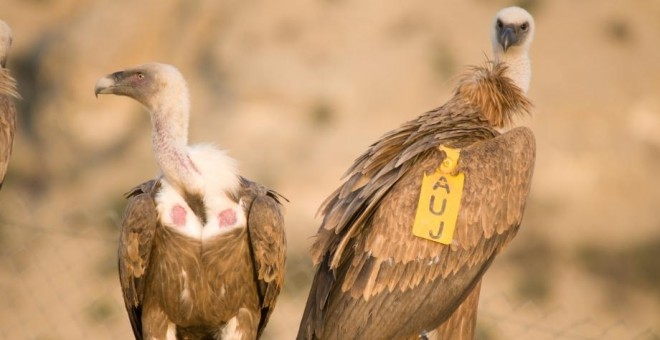 Más de 5.000 parejas reproductoras de buitre leonado, que suponen el 15% de las existentes en Europa, nidifica en Aragón/ARAGONHOY.NET