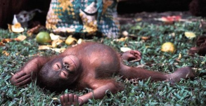 Un joven orangután de Borneo (Pongo pygmaeus), una de las especies clasificadas en la categoría ‘en peligro crítico’