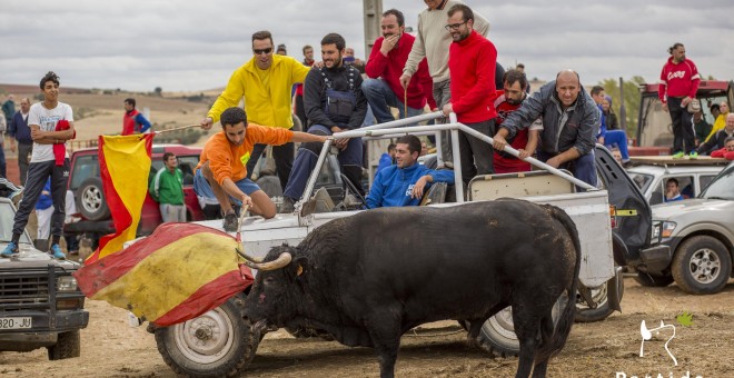 PACMA denuncia los encierros de varios municipios guadalajareños  por ser 'un rally contra los toros'.