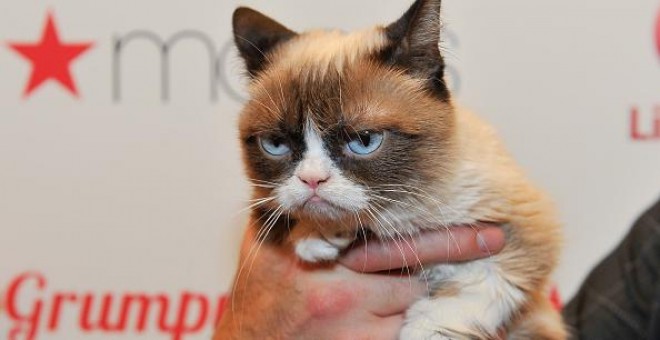 Grumpy Cat.