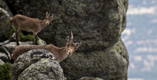 Cabras en unos riscos en la Sierra de Guadarrama. /PACMA