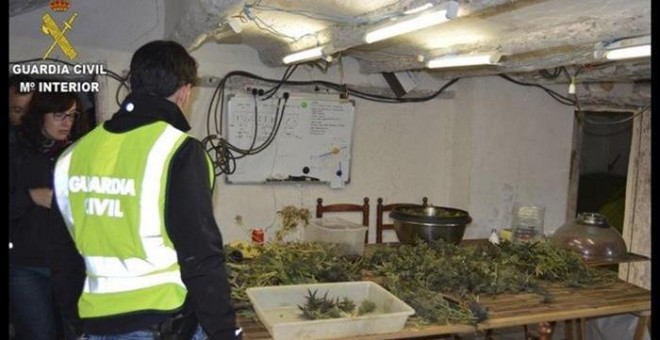 La mayor plantación de marihuana localizada hasta ahora en Aragón, con 8.000 plantas que ocupaban una superficie de 12.000 metros cuadrados. EFE