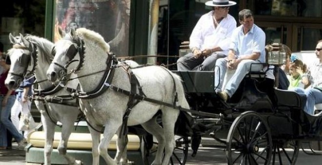 Los caballos de los coches para turistas en Sevilla llegan a estar hasta trece horas de trabajo bajo el sol bajo temperaturas de hasta 45 grados. / EFE