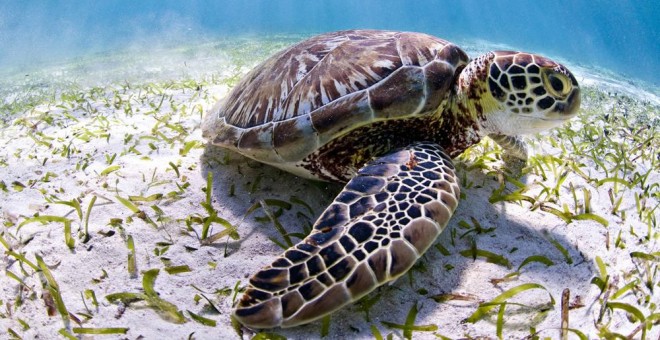 Una tortuga verde, una variedad en peligro en Belice. EFE