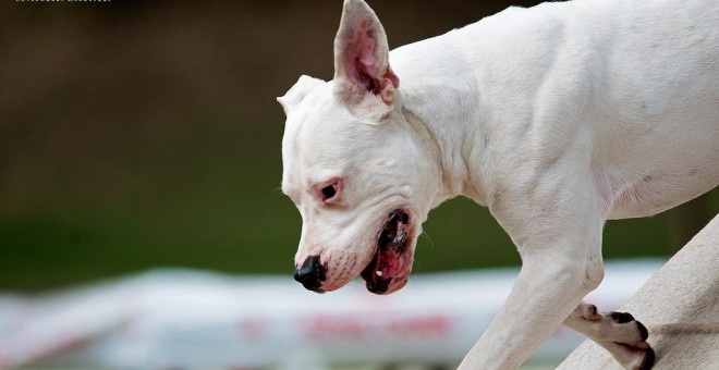 El dogo argentino es una raza de perro legalmente considerada peligrosa que fue diseñada para la caza mediante cruces genéticos. / Pet Photography / Flickr