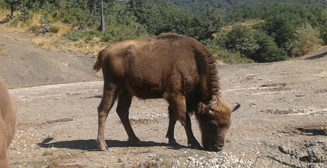 Ejemplar joven de bisonte europeo en la reserva de San Cebrián de Mudá (Palencia) / M.R.E