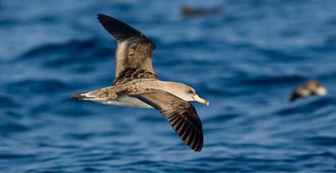 La normativa europea que prohíbe lanzar los descartes de pesca al mar podría disparar la mortalidad de las pardelas cenicientas en el Mediterráneo. / SEO/BirdLife