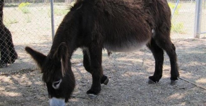 Investigan la agresión a un burro de un Belén viviente en Cuevas del Almanzora / EUROPA PRESS