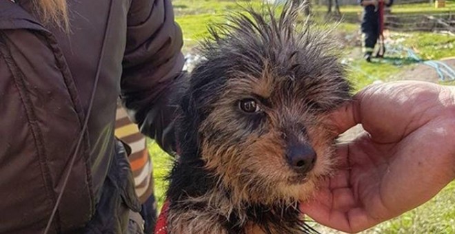 Una perra es rescatada de un pozo al que fue arrojada hace dos semanas. PACMA