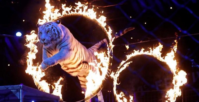 Un tigre en un espectáculo de circo. EFE