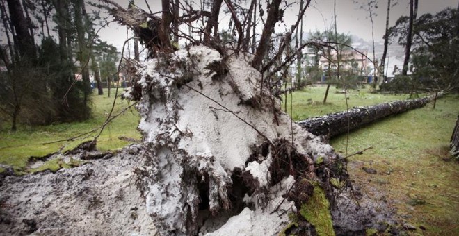 El temporal derribó varios árboles en la playa de A Madalena, en el concello coruñés de Cabanas. / CABALAR (EFE)