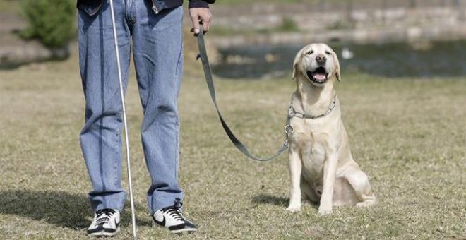 Los promotores dicen que que otros ámbitos del ordenamiento jurídico español ya se han actualizado para dejar de considerar a los animales domésticos como cosas