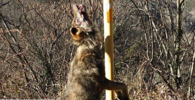 El lobo apareció colgado en una señal de Teverga en Asturias. FAPAS