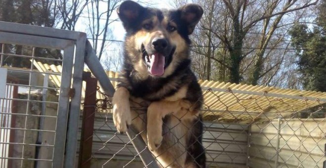 Un perro de la Sociedad Protectora de Animales de Lugo