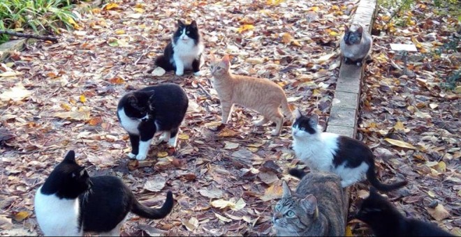 Imagen de archivo de gatos callejeros / EFE