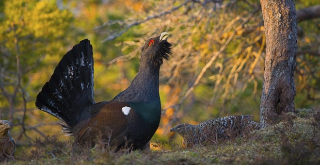 Muerte un macho urogallo en Huesca tras ser acosado por turistas con cámaras / EFE