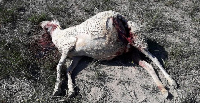 Los ganaderos calculan que unas 300 ovejas han muerto en Los Monegros desde marzo por ataques de lobos.