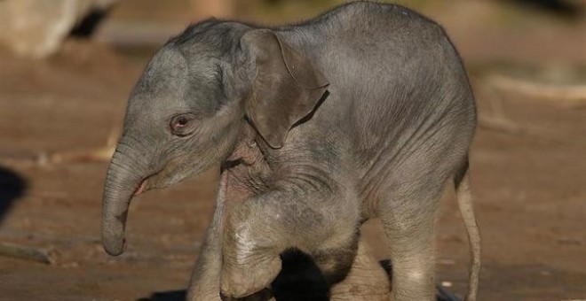 Elefante asiático (Elephas maximus) /EUROPA PRESS