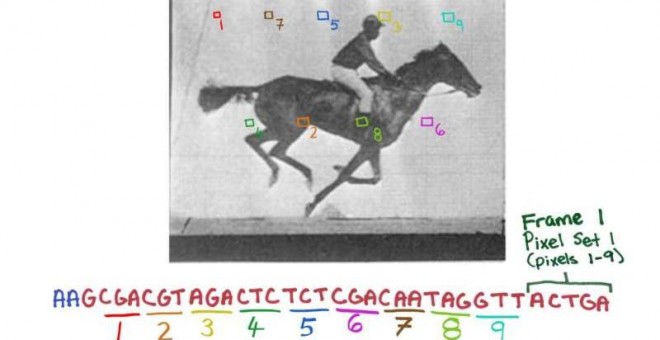 Diseño del código genético a partir de la imagen del caballo, que fue posteriormente introducido en el ADN de la bacteria /Wyss Institute at Harvard University