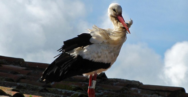 Foto de una cigüeña, especie protegida en España /Wikipedia