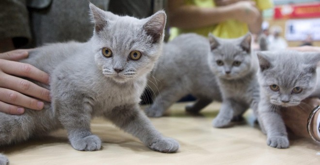 El CIAAM acogió 167 gatos en seis meses. EFE/Pawel Kula