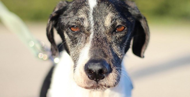 Esperanza, la perrita rescatada de 'El Corralet' / EL REFUGIO