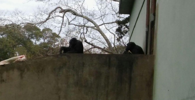 Chimpacés en el zoo de La Plata / Proyecto Gran Simio