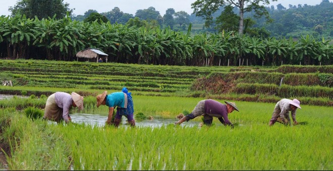 Las mujeres birmanas agricultoras no pueden heredar la tierra ni constar como propietarias. - QUERALT CASTILLO