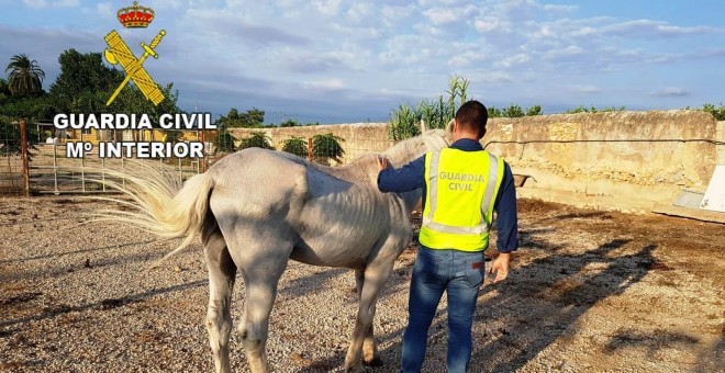 La Guardia Civil ha detenido a un hombre por dejar a su caballo más de diez días sin comida ni agua.EUROPA PRESS/GUARDIA CIVIL