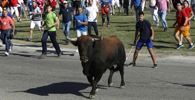 La celebración del Torneo del Toro de la Vega este 12 de septiembre, en Tordesillas. EFE