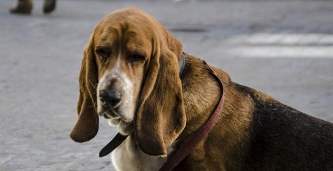 Colectivos animalistas solicitan un registro de maltratadores y que las protectoras no puedan cederles animales / EUROPA PRESS