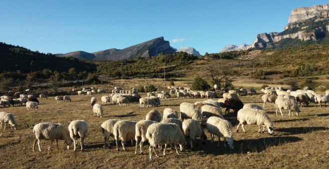 Algunos ganaderos optan por llevar sus rebaños a las inmediaciones de ríos y pantanos 'para que al menos beban, ya que apenas tienen nada que comer'