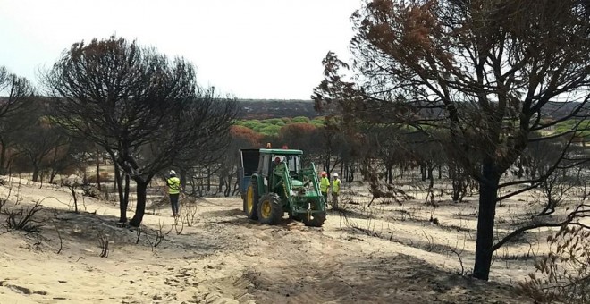 Un tractor en labores de recuperación de una zona quemada de Doñana.
