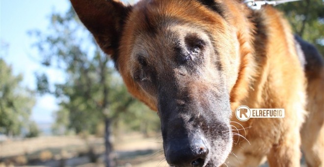 Imagen de la protectora 'El Refugio' del perro rescatado.