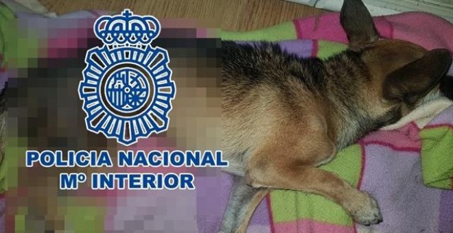 Foto de uno de los perros maltratados facilitada por la Policía Nacional de La Laguna.