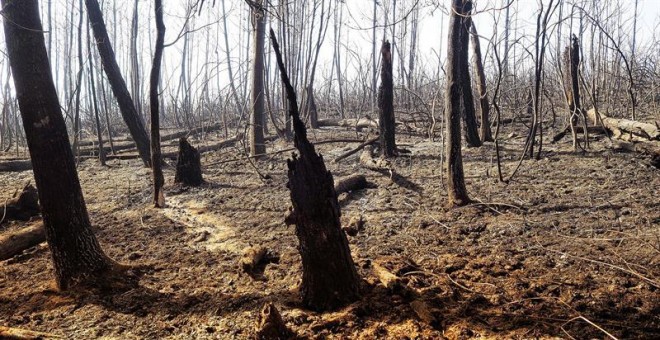 Zona calcinada en Galicia tras la oleada de incendios del pasado octubre. /EFE