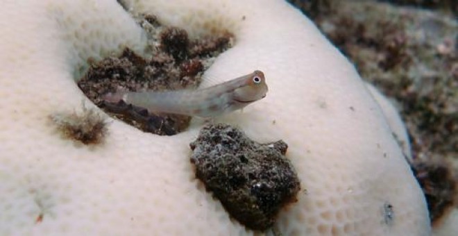 Un pequeño gobio se posa sobre coral blanqueado en Lizard Island, Gran Arrecife de Coral (Australia) / Greg Torda/ Andreas Dietzel