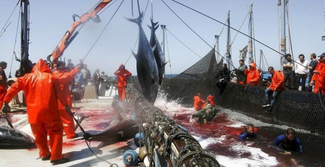 Pescadores de almadrabas suben un par de atunes de una piscina, en Zahara de los Atunes. EFE/Jorge Zapata/Archivo