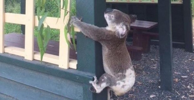 Australia investiga la muerte de un koala que apareció atornillado a un poste. / EFE
