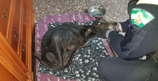 El galgo maltratado en Jaén es atendido por un policía local. / AYUNTAMIENTO DE JAÉN