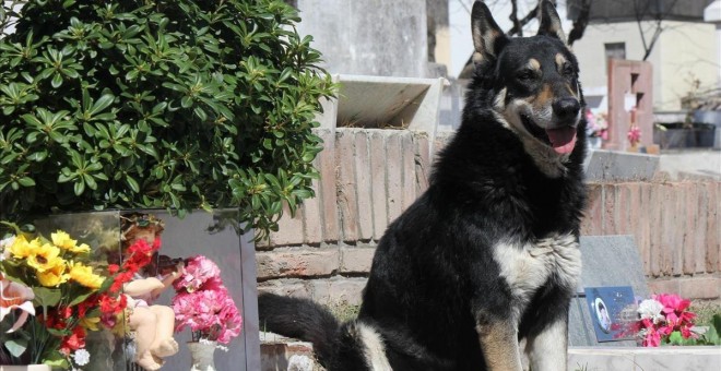 Capitán en el cementerio en el que descansan los restos de su dueño, al que veló durante más de diez años. EFE