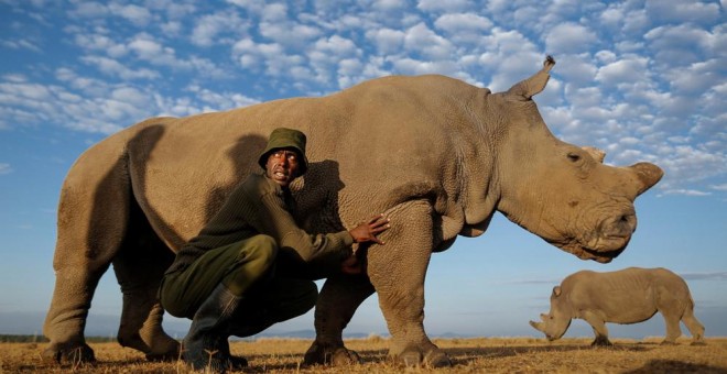 Sudán, el último rinoceronte macho del mundo, en una imagen de archivo. EFE