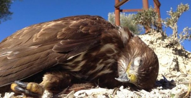 Un águila afectada por un tendido eléctrico. SIECE