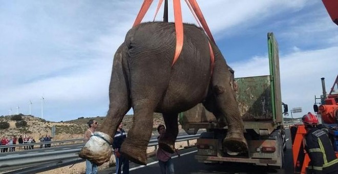 Traslado de uno de los elefantes tras el accidente - Twitter