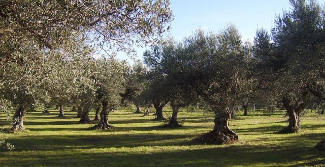 Un campo de olivos.